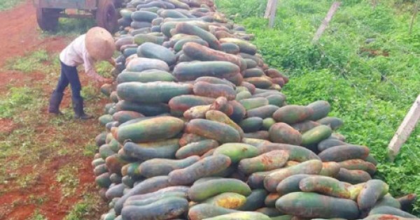 Doanh nghiệp mất tích, hàng nghìn tấn bí của nông dân vứt ngoài đồng
