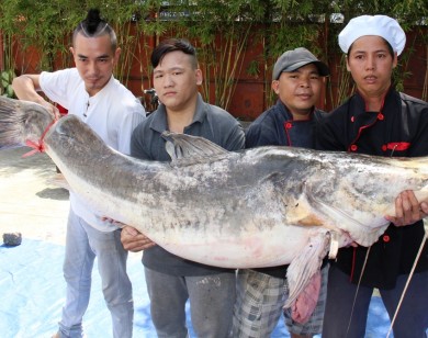 Cá lăng dài hơn 2m về Thành phố Hồ Chí Minh