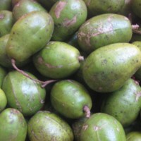 Không ăn quả cóc chắc chắn bạn sẽ hối hận khi biết điều này