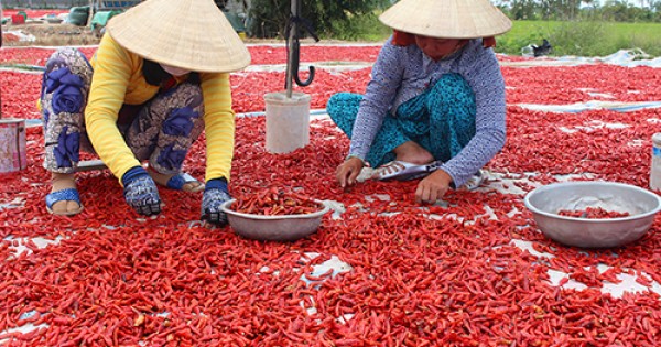 Thương lái 'trốn biệt' khiến giá ớt miền Tây giảm 10 lần