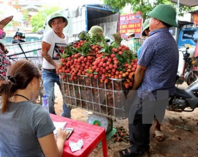 Vải thiều Bắc Giang được tiêu thụ mạnh nhờ chất lượng vượt trội