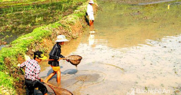 Người dân lại đổ xô bắt đỉa bán cho thương lái với giá cao