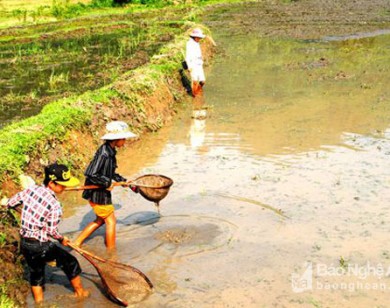 Người dân lại đổ xô bắt đỉa bán cho thương lái với giá cao