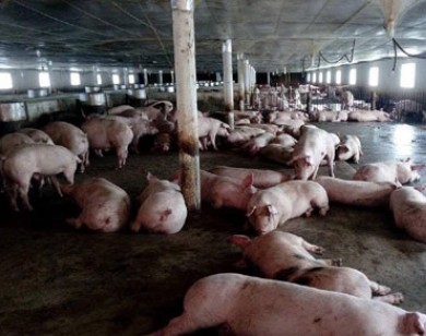 “Vỡ trận” giải cứu lợn: Nông dân bị “loại khỏi cuộc chơi”