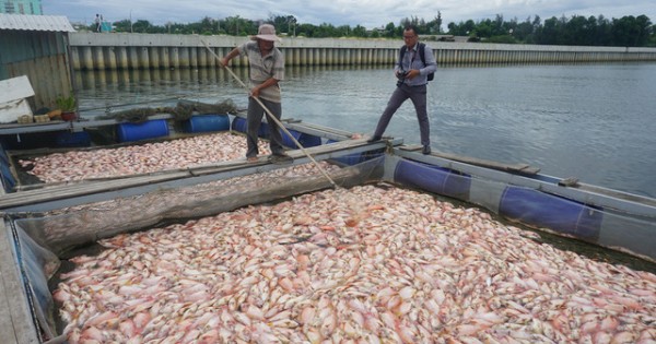 Đà Nẵng: Hàng chục tấn cá bỗng chết chưa rõ nguyên nhân