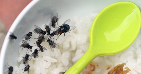 Mắc màn ăn cơm tránh hàng triệu con ruồi tấn công