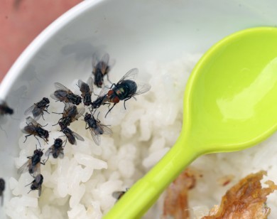 Mắc màn ăn cơm tránh hàng triệu con ruồi tấn công