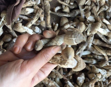 1,5 triệu đồng/kg nấm mối cuối mùa