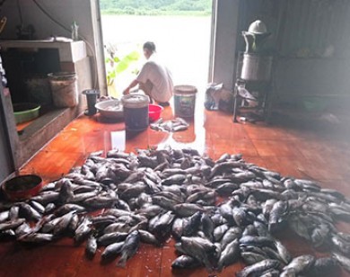 Hàng trăm tấn cá lồng ở sông Đà chết do thủy điện xả lũ