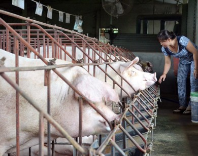 Đợt tăng giá heo lạ lùng chưa từng thấy ở Đồng Nai