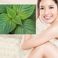 Da trắng căng mướt, sạch mụn sần nhờ 10 lá tía tô