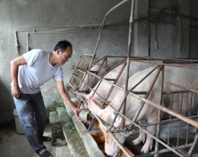 Giá lợn hôm nay 28.7: Đừng hi vọng Trung Quốc, được giá 40.000 đ/kg bán ngay