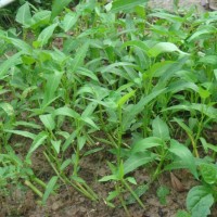 Những thực phẩm, đồ dùng chứa chì dễ gây ngộ độc
