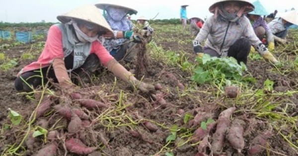 Nông dân miền Tây lại điêu đứng vì khoai lang rớt giá