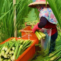 Thực vật lạ cao 2 m ở Sóc Trăng là tre nước của Đài Loan