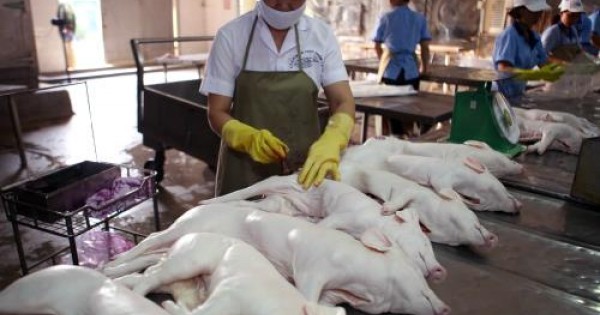 Truy xuất nguồn gốc thịt lợn: Người tiêu dùng và đơn vị kinh doanh nói gì?