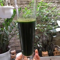 Lạ Hà thành: Trồng lúa xó nhà ép 'sữa' uống hàng ngày