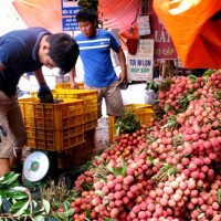 Bắc Giang thu hơn 5.300 tỷ đồng vụ vải thiều năm 2017