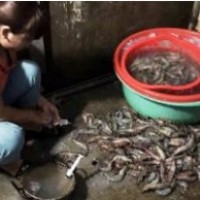 Bắt quả tang cơ sở đang bơm tạp chất vào tôm tại Hà Nội