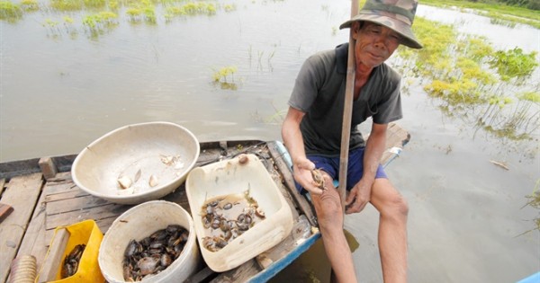 Thong dong hốt bạc nhờ đặt lọp cua đồng mùa nước nổi