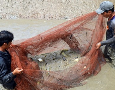 Tỷ phú kỳ công nuôi cá chình giữa bưng biền Cà Mau