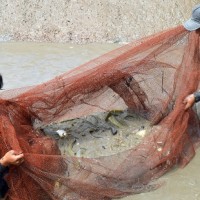 Tỷ phú kỳ công nuôi cá chình giữa bưng biền Cà Mau
