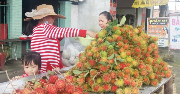 Chôm chôm Java còn 5.000 đồng/kg, giá thảm nhất trong 5 năm