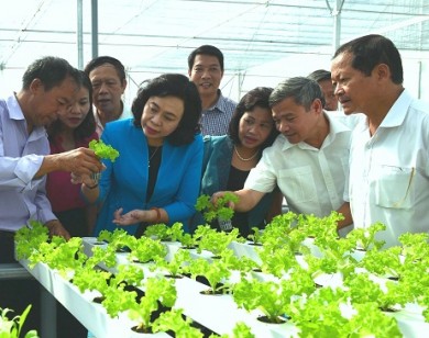 Thanh Trì sản xuất rau siêu sạch theo công nghệ Israel