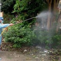 Xử lý khi bị dị ứng thuốc diệt muỗi chống sốt xuất huyết
