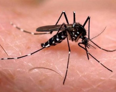 Bộ Y tế thông tin chi tiết về loại muỗi Aedes đang gây dịch sốt xuất huyết