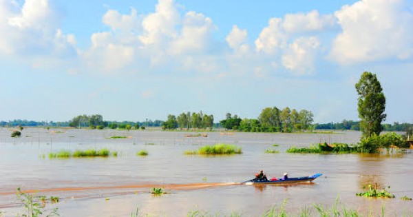 Nông dân miền Tây kiếm tiền 'dễ ợt' nhờ lũ về sớm hơn mọi năm