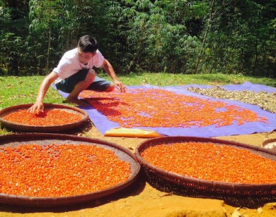 Người thích trồng "cột chống trời", mỗi cây dổi cho thu 1 cây vàng