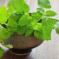 Đang dịch sốt xuất huyết, muỗi sợ nhất thứ này, hãy đuổi nó ra khỏi nhà bạn nhé!