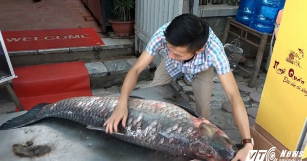 Cá trắm đen ‘khủng’ nặng 42 kg từ Yên Bái về Hà Nội