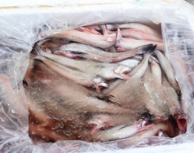 Quảng Ninh: Bắt giữ gần một tấn cá khoai đông lạnh không rõ nguồn gốc