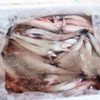 Quảng Ninh: Bắt giữ gần một tấn cá khoai đông lạnh không rõ nguồn gốc