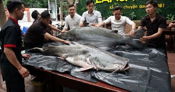 Cặp 'thủy quái' 200 kg xuất hiện gây xôn xao Đà Nẵng