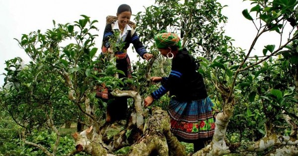 Chè quý hiếm giá 2 triệu đồng mỗi kg trên núi đá Tủa Chùa
