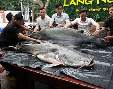 Cặp 'thủy quái' 200 kg xuất hiện gây xôn xao Đà Nẵng