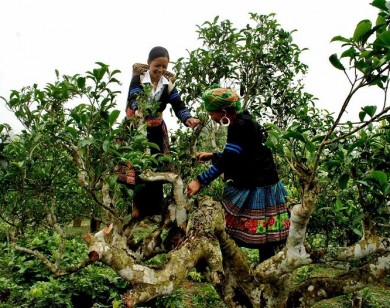 Chè quý hiếm giá 2 triệu đồng mỗi kg trên núi đá Tủa Chùa