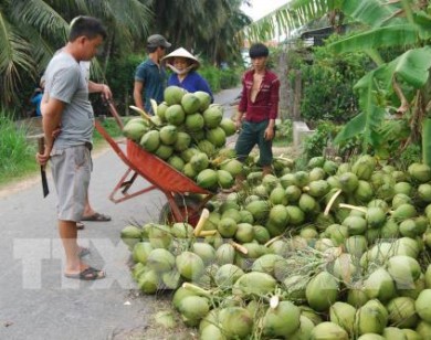 Dừa Bến Tre tăng giá kỷ lục, thiếu hàng