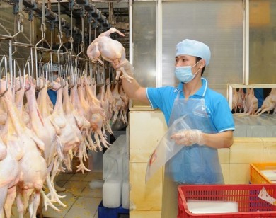 Lô hàng thịt gà sạch đầu tiên của Việt Nam lên đường sang Nhật Bản