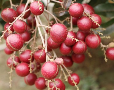 100.000/kg Nhãn tím độc nhất miền tây