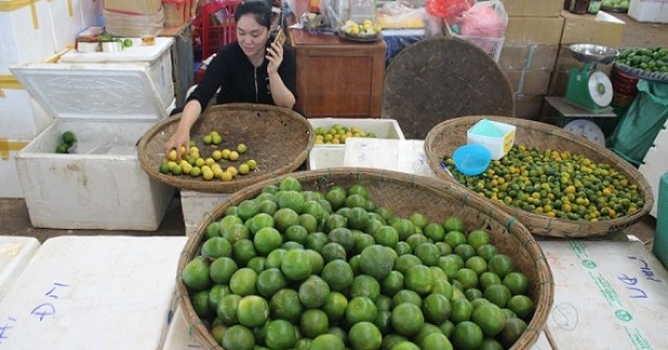 Chanh đào ít được tiêu thụ tại Đà Nẵng