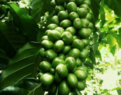 Giá nông sản 29/9: Giá cà phê tiếp tục tụt, hồ tiêu khó tăng