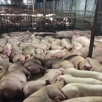 Hơn 5.200 con lợn bị tiêm thuốc an thần chờ giết mổ
