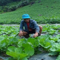 "Phát hờn" với vườn bắp cải xanh mướt 200 triệu của "hot boy" bản Mông