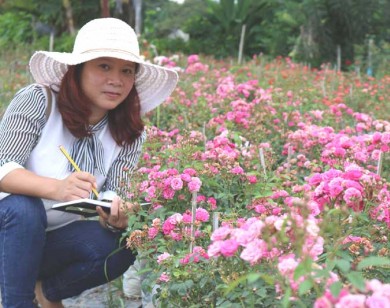 Âm thầm nghỉ việc, vay nặng lãi trồng 6.000 gốc hồng