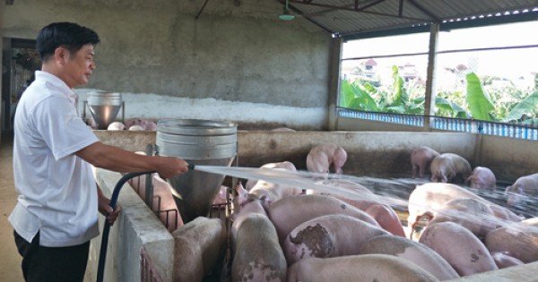 Giá lợn (heo) ngày 11.10: C.P vẫn không giảm đàn, cuối năm có thiếu thịt do 900.000 hộ nuôi lợn bỏ nghề?