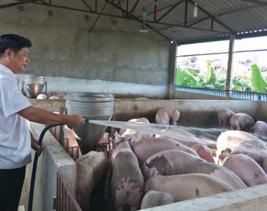 Giá lợn (heo) ngày 11.10: C.P vẫn không giảm đàn, cuối năm có thiếu thịt do 900.000 hộ nuôi lợn bỏ nghề?